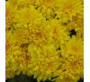 Хризантема Меридиан Дарк Еллоу (Meridian Dark Yellow)
